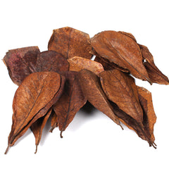 Natural Products Terminalia Catappa leaves- Pack of 10 Leaves-1