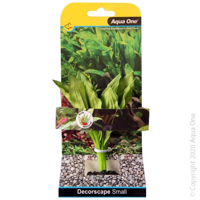 Silk Plant Amazon Broad Leaf Sm-1