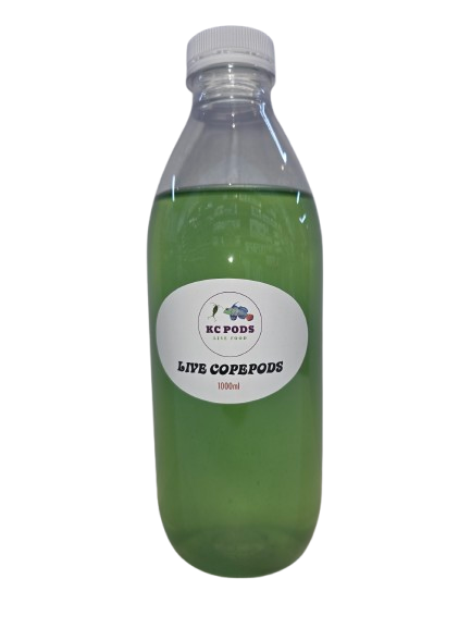 Live Copepods 1L