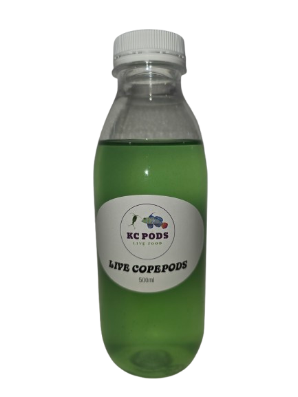 Live Copepods 500ml