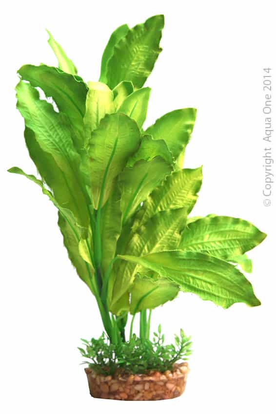 Silk Plant Amazon Sword W Gravel Base L