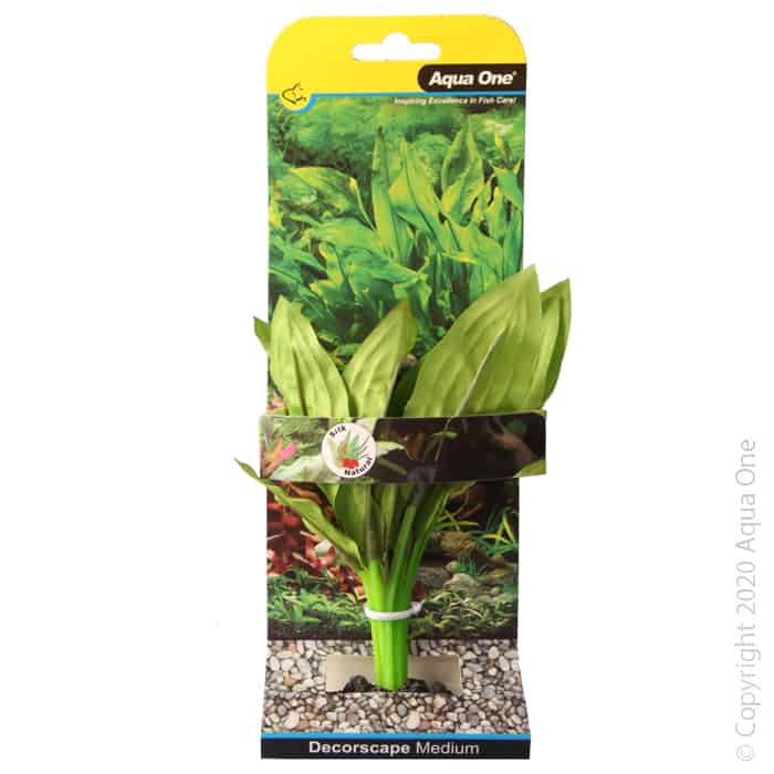 Silk Plant Amazon Broad Leaf Md-1