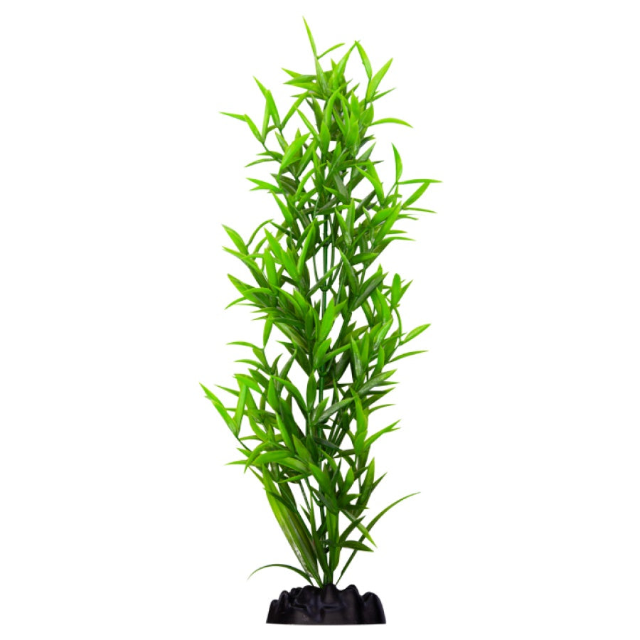 Ecoscape XXLarge Hygrophilia