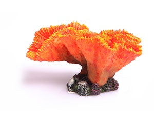 Copi Coral Euphyllia Orange 14.5x7.5x8cm-1