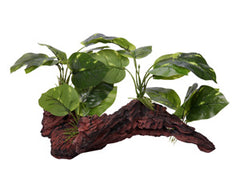 Ornament Driftwood With Variegated Pothos 37x24x25cmh-1