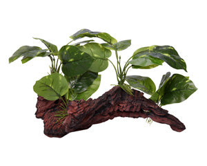Ornament Driftwood With Variegated Pothos 37x24x25cmh-1