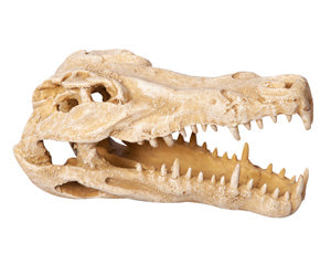 Ornament Crocodile Skull 11wx23dx14cmh