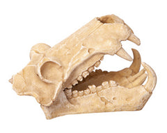 Ornament Hippo Skull 11wx18.5dx13cmh-1