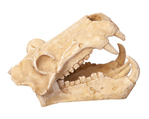 Ornament Hippo Skull 11wx18.5dx13cmh