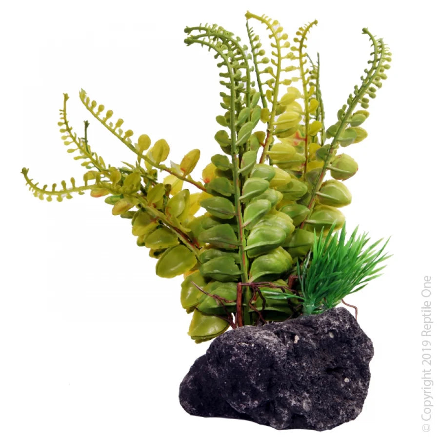 Reptile One Fern With Pumice Base 14x10x17cm