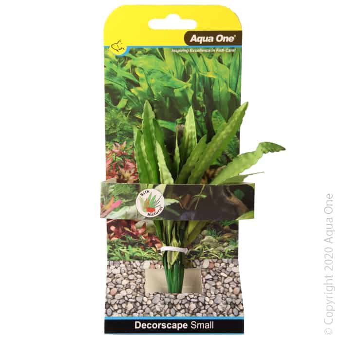 Silk Plant African Onion Plant Sm-1