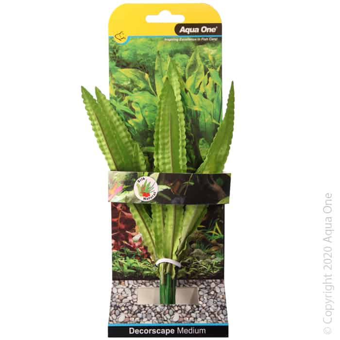 Silk Plant African Onion Plant Md-1