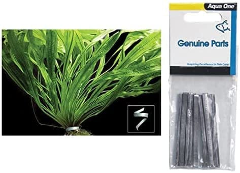 Plant Weight 6cm 10pk