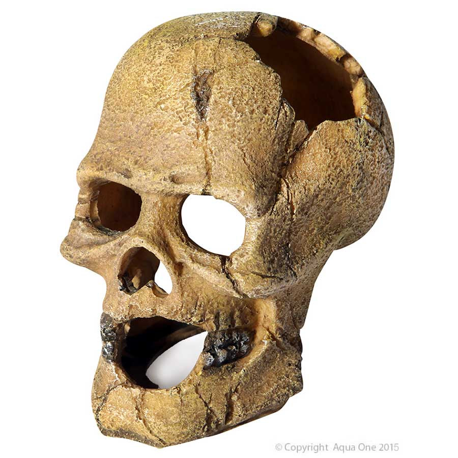 Ornament Human Skull With Hole 13.5x9.5x13cm