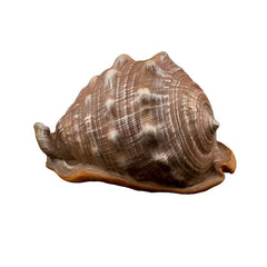 Bioscape King Helmut Shell 16 cm-1