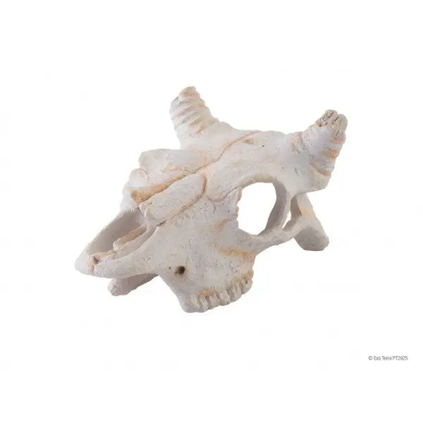 Exo Terra Buffalo Skull - Small-1