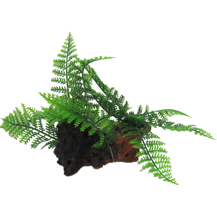 Twin Ferns on Log 12cm-1