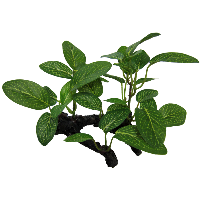 African Shade Leaf on Log 10cm-1