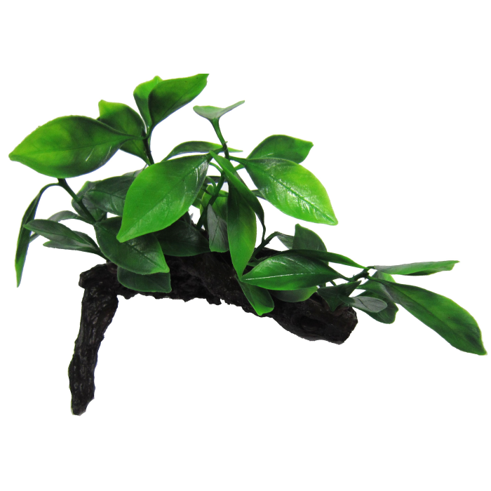 Aphilia on Log 16cm-1