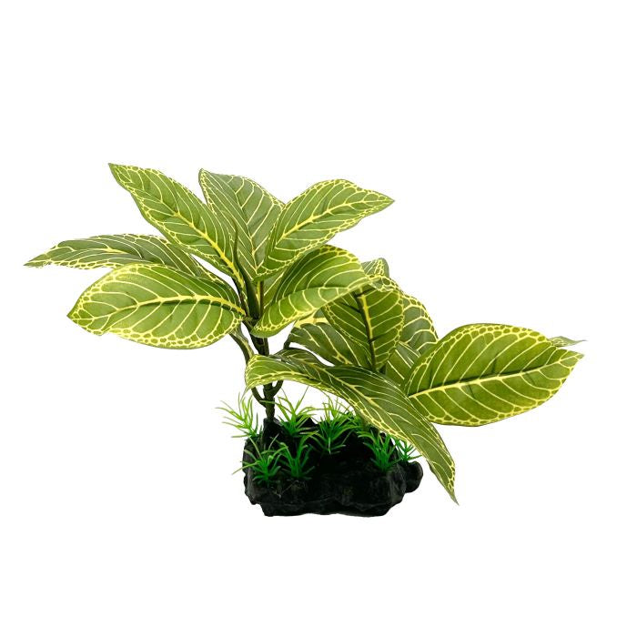Giant Lemon Tree 28cm-1