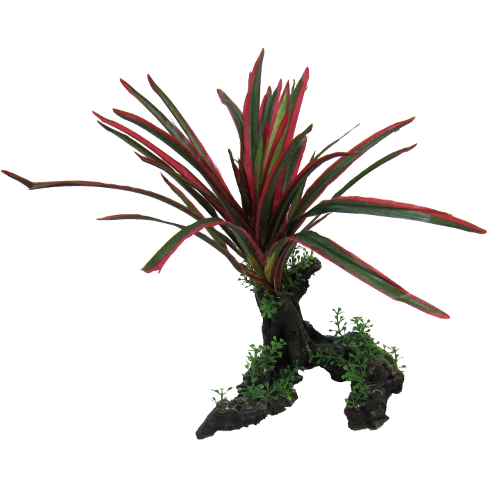 Giant Red/Green Spinifex 26cm-1