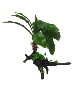 Giant Cardamine Tree 35cm