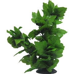 Tall Spatophylum Tree 40cm-1
