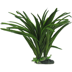 African Sword Plant 25cm-1