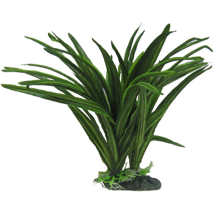 African Sword Plant 25cm-1