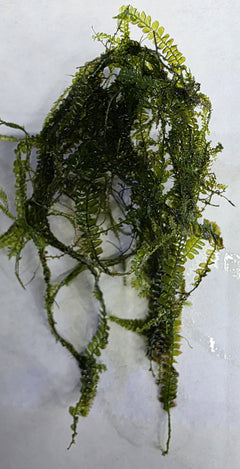 Cameroon Moss 5x5cm-1