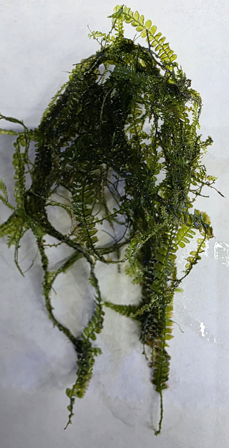Cameroon Moss 5x5cm-1