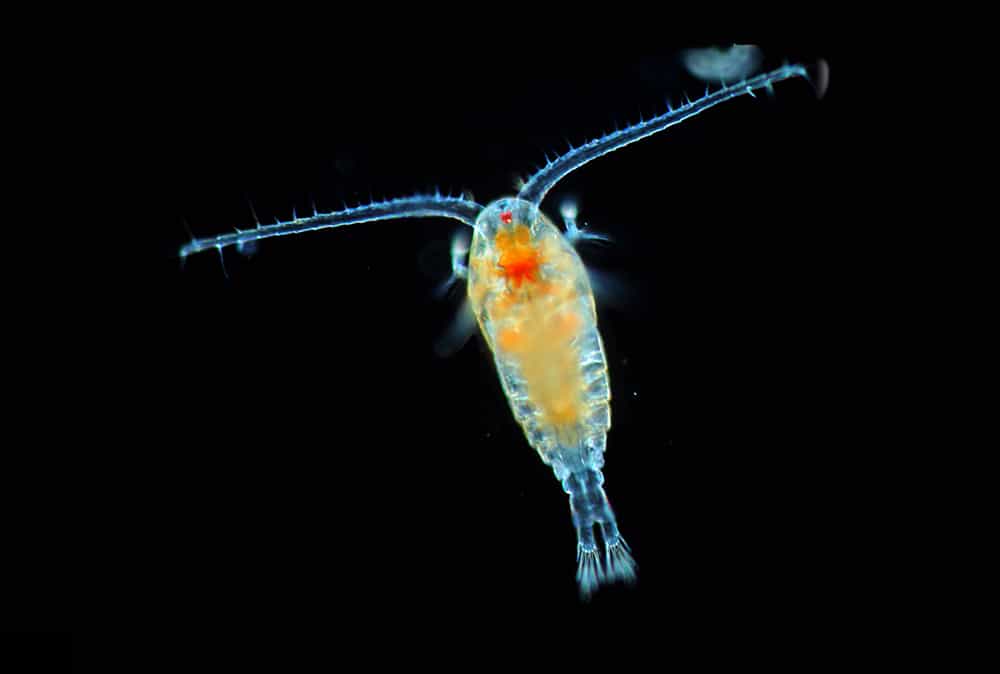 Live Copepods 1L-2