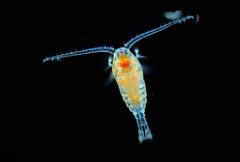 Live Copepods 1L-2
