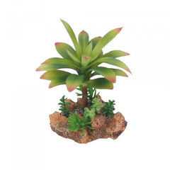 Eco Tech Flowering Cajun Cactus 13Cm-1