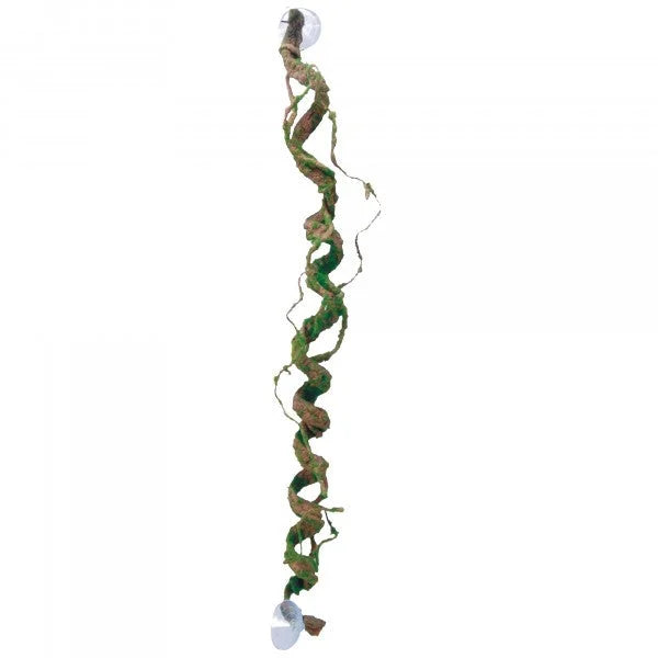 Eco Tech Giant Corkscrew Vine 80Cm