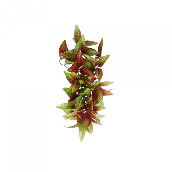Eco Tech Hanging Radiating Star Plant 35X25Cm-1