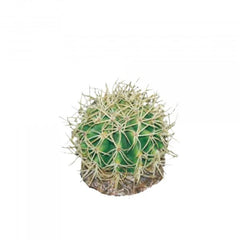 Eco Tech Pineapple Cactus 10Cm-1