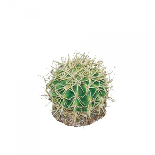 Eco Tech Pineapple Cactus 10Cm