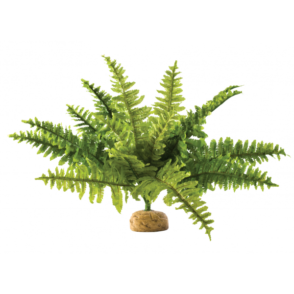 Exo Terra Boston Fern Medium 40cm Wide-1