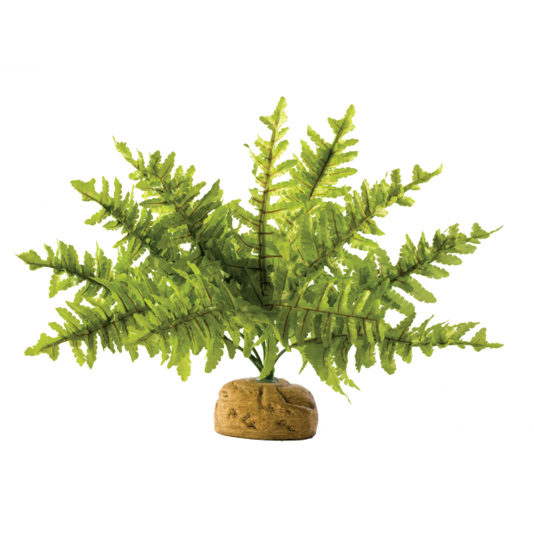 Exo Terra Boston Fern Small 25cm Wide-1