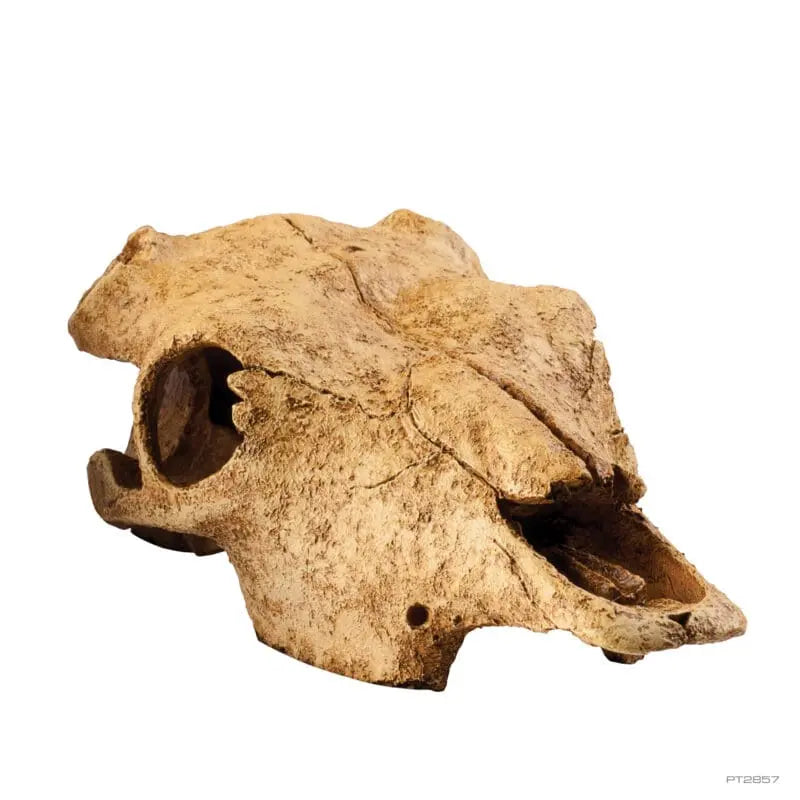 Exo Terra Buffalo Skull - Medium-2