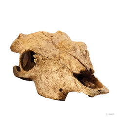 Exo Terra Buffalo Skull - Medium-2