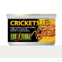 Exo Terra Crickets XLarge 34gm 1.2oz-1