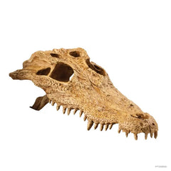 Exo Terra Crocodile Skull - Medium-2