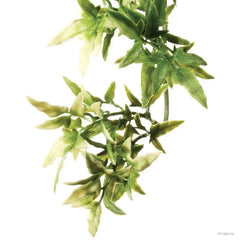 Exo Terra Forest Plant Croton Large-1