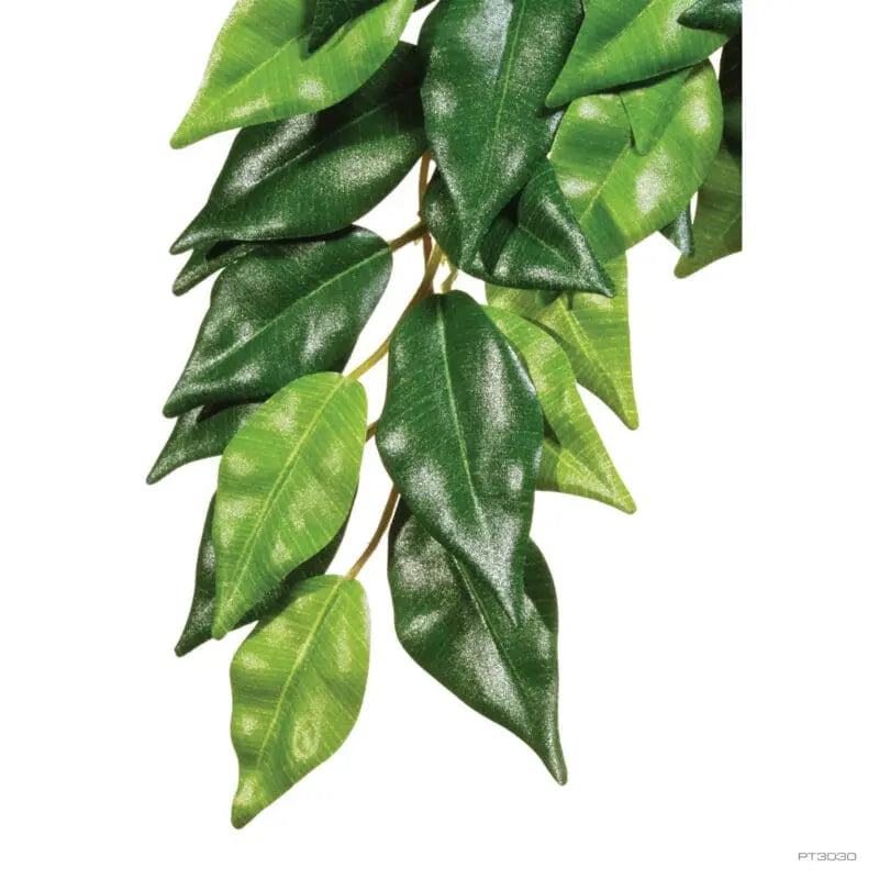 Exo Terra Forest Plant Ficus Medium-1