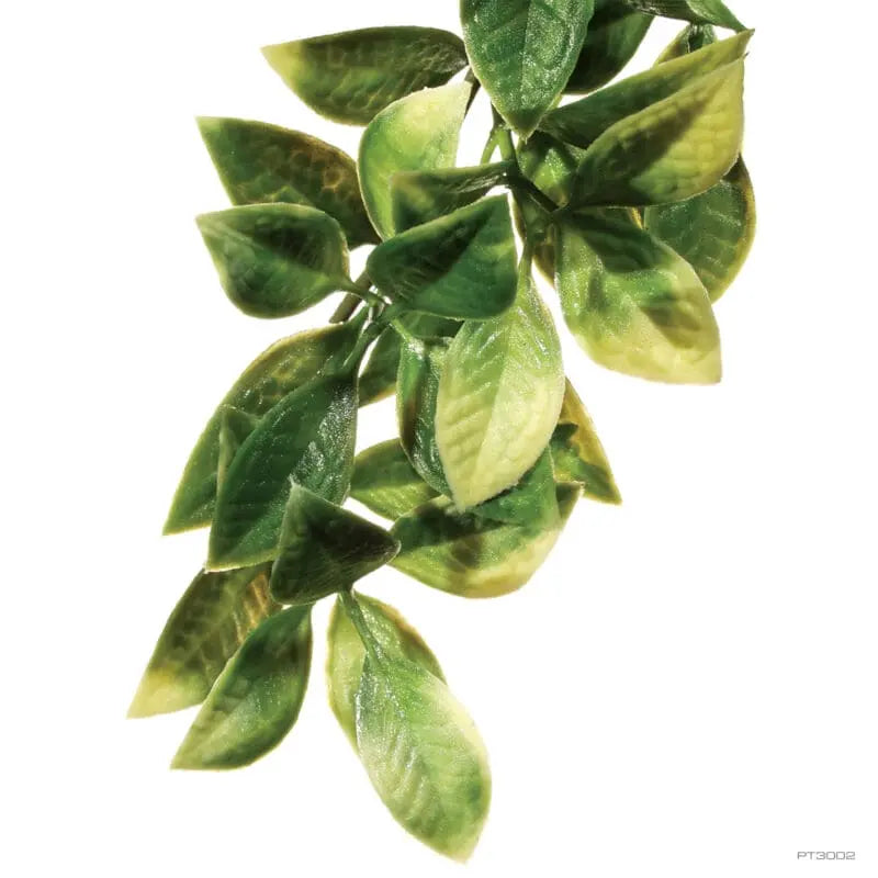Exo Terra Forest Plant Mandarin Medium