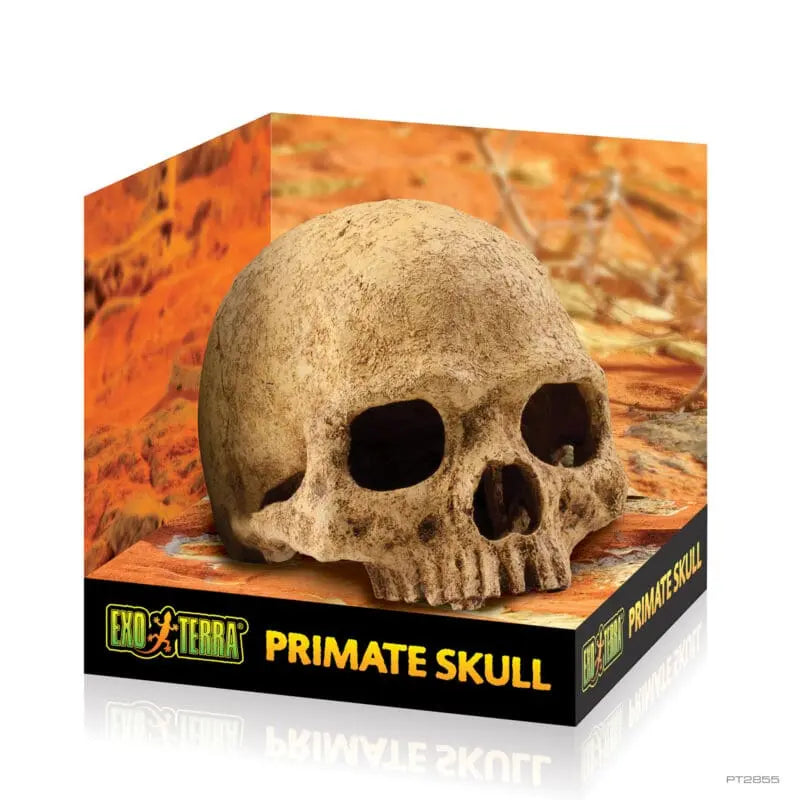 Exo Terra Primate Skull - Large-1