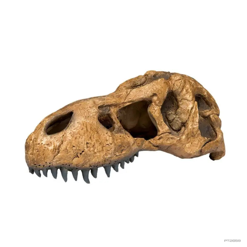 Exo Terra T Rex Skull-2
