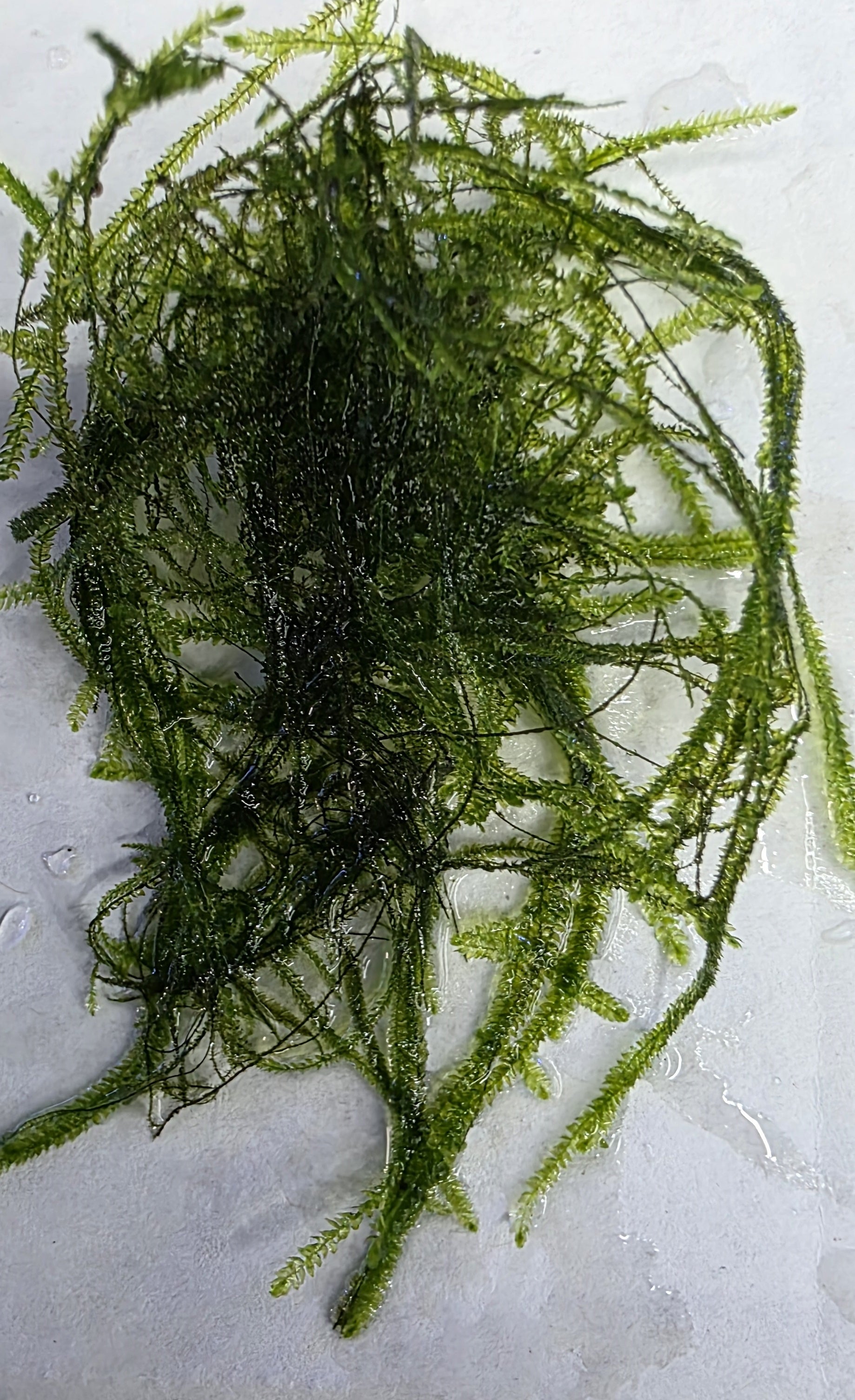 Java Moss 5x5cm-1